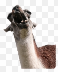 Animal Photobombs - Funny Llama Emoji,Harambe Emoji