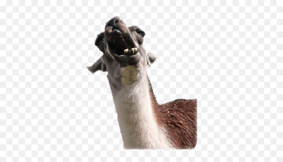 Animal Photobombs - Funny Llama Emoji,Harambe Emoji