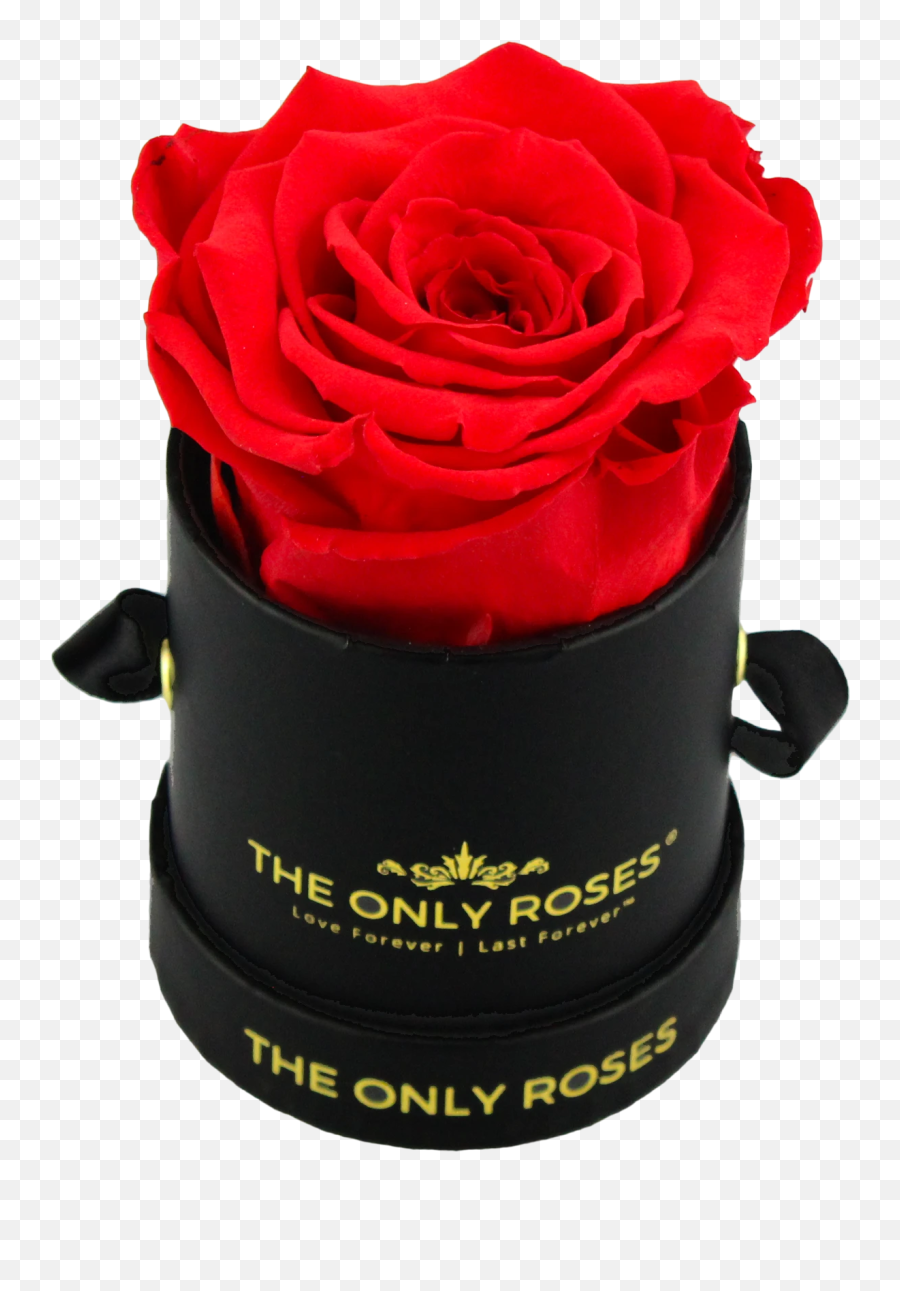 The Only Roses Real Preserved Luxury Roses That At Last A - Hat Box Emoji,Rose Emoji Png