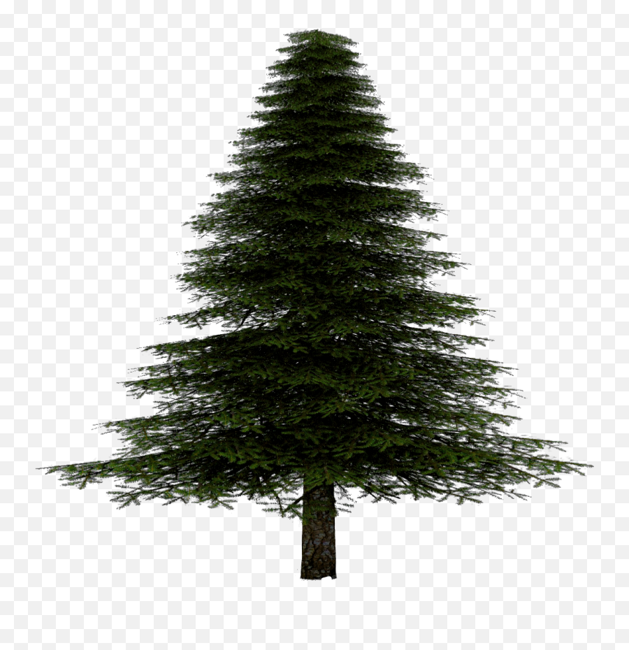 Scevergreen Evergreen Sticker - Transparent Spruce Tree Png Emoji,Evergreen Emoji