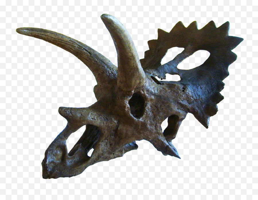 Anchiceratops - Anchiceratops Png Emoji,Skeleton Emoji