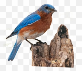 Free Png Images Free Vectors Graphics - Bluebird Png Emoji,Bluebird Emoji
