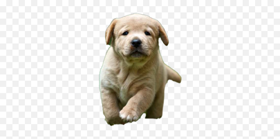 Puppy Png And Vectors For Free Download - Dlpngcom Golden Retriever Pup Dik Emoji,Golden Retriever Emoji