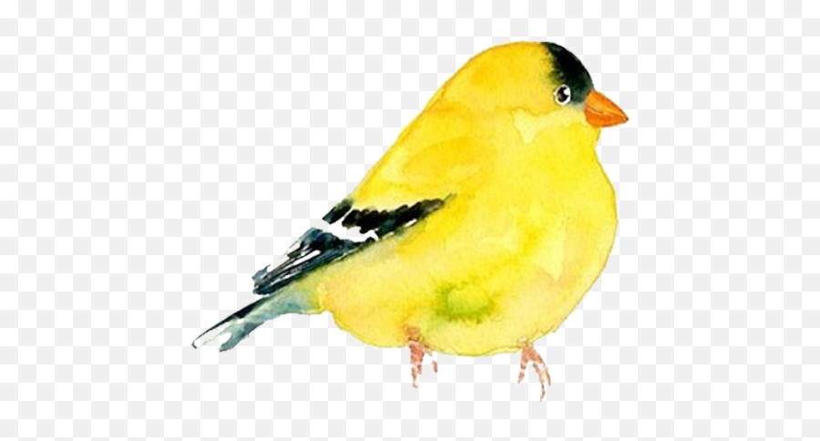 Goldfinch Clipart Watercolor - Png Download Full Size Watercolour Yellow Bird Painting Emoji,Finch Emoji