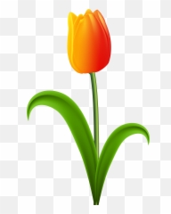 Tulip With Stem Clipart Transparent Png - Tulip Clipart Png Emoji,Tulip Emoji
