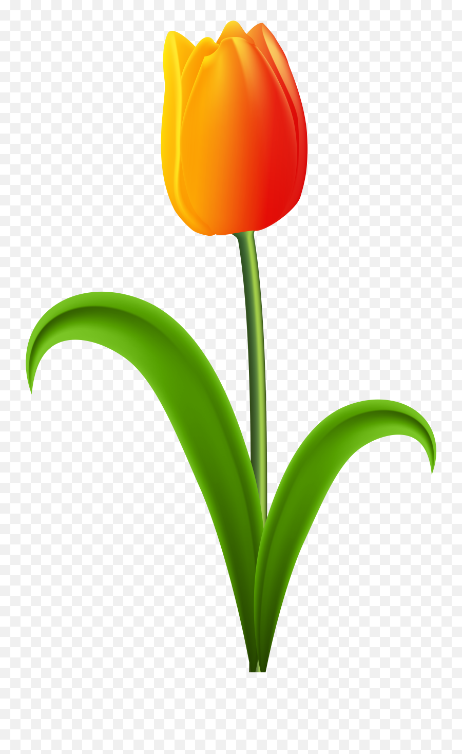 Tulip With Stem Clipart Transparent Png - Tulip Clipart Png Emoji,Tulip Emoji