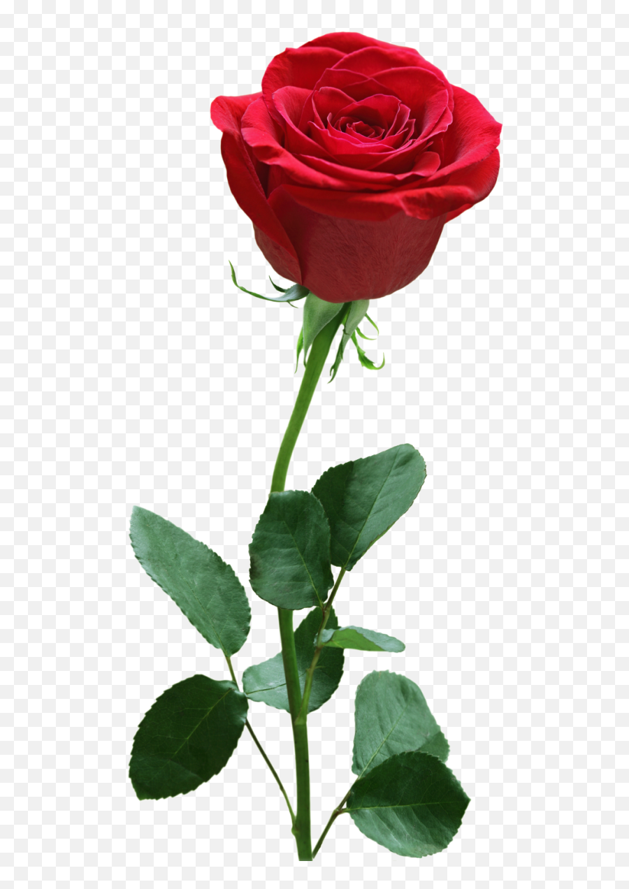 Transparent Background Red Rose Png Hd - Flower Rose Transparent Background Emoji,Rose Emoji Png