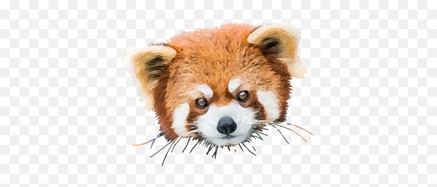Panda Bear Panda Illustrations - Pixabay Red Panda Emoji,Red Panda Emoji