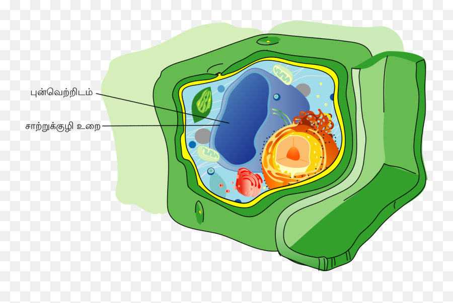 Plant Cell Structure Svg Vacuole - Vacuole Structure Emoji,Explosion Emoji