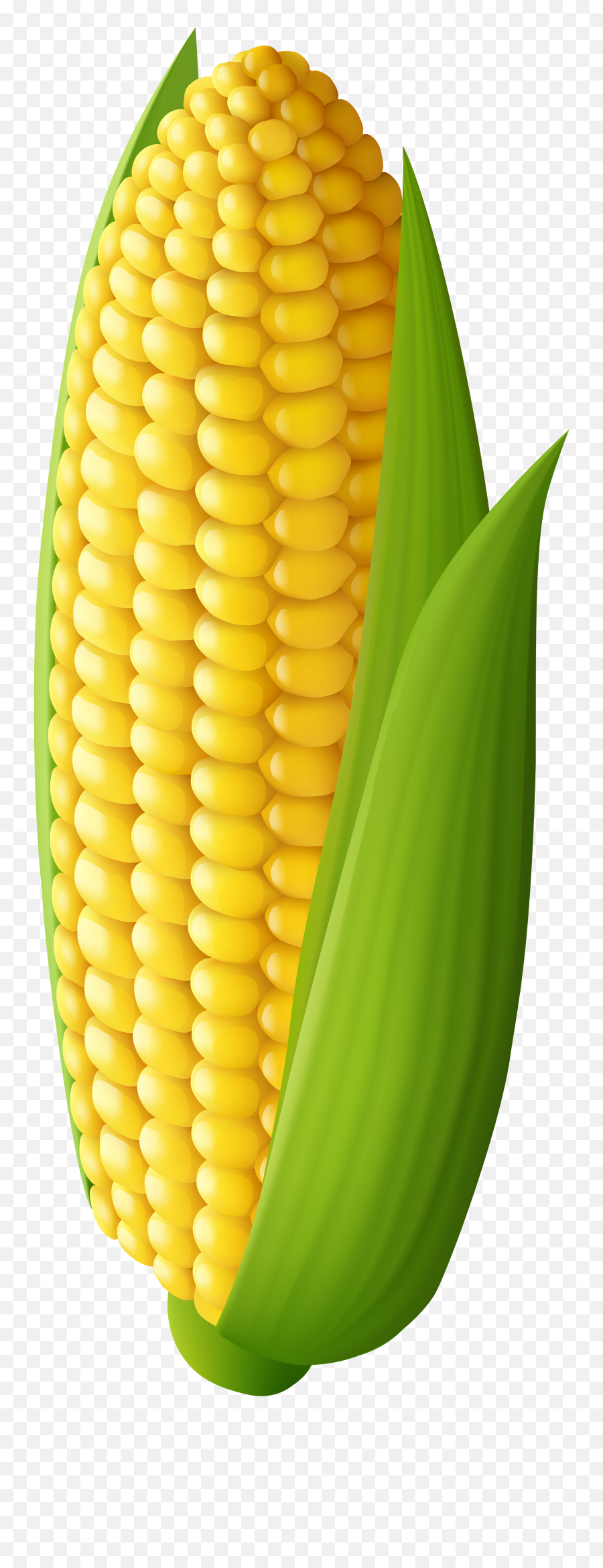 Plant Clipart Corn Plant Corn - Corn Clipart Transparent Emoji,Emoji Corn