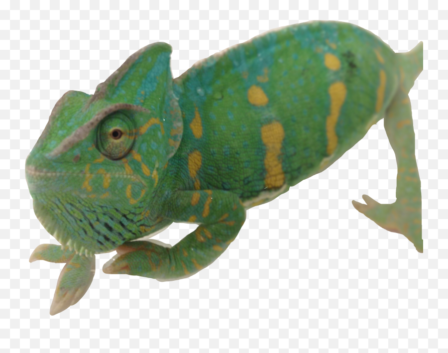 Chameleon Freetoedit - Sticker By Ella Craver Common Chameleon Emoji,Chameleon Emoji
