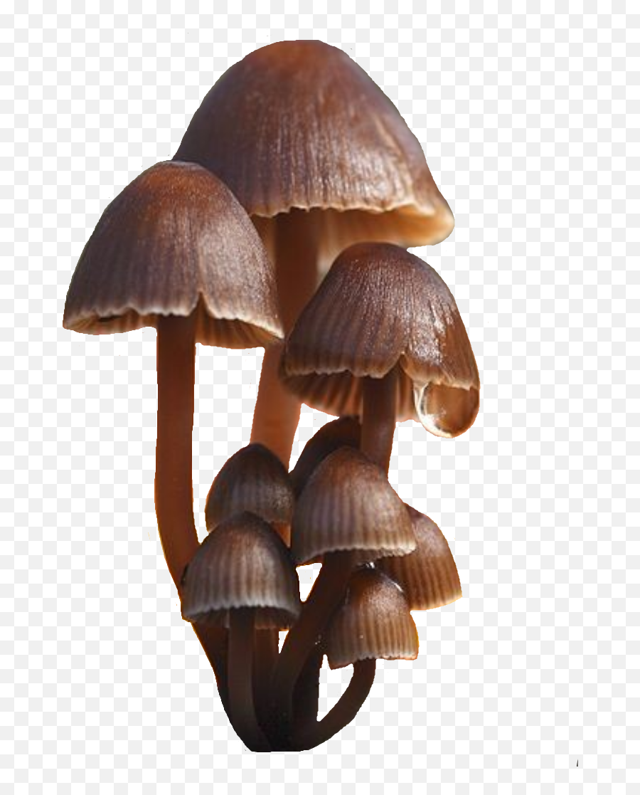 Mushroom Mushrooms Fungi Brown - Sticker By Jennifer Fungi Png Emoji,Emoji Mushroom