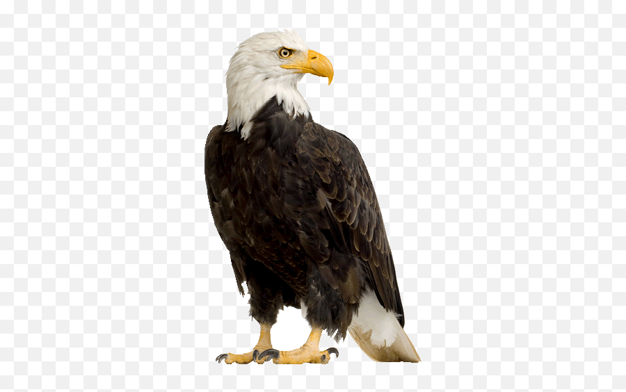 Bald Eagle Eagle Images Eagle Pictures - Eagle Images With White Background Emoji,Bald Eagle Emoji