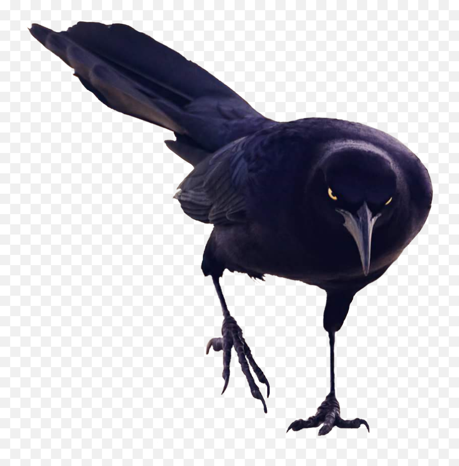 Black Bird Walking - Black Birds Png Transparent Emoji,Black Bird Emoji