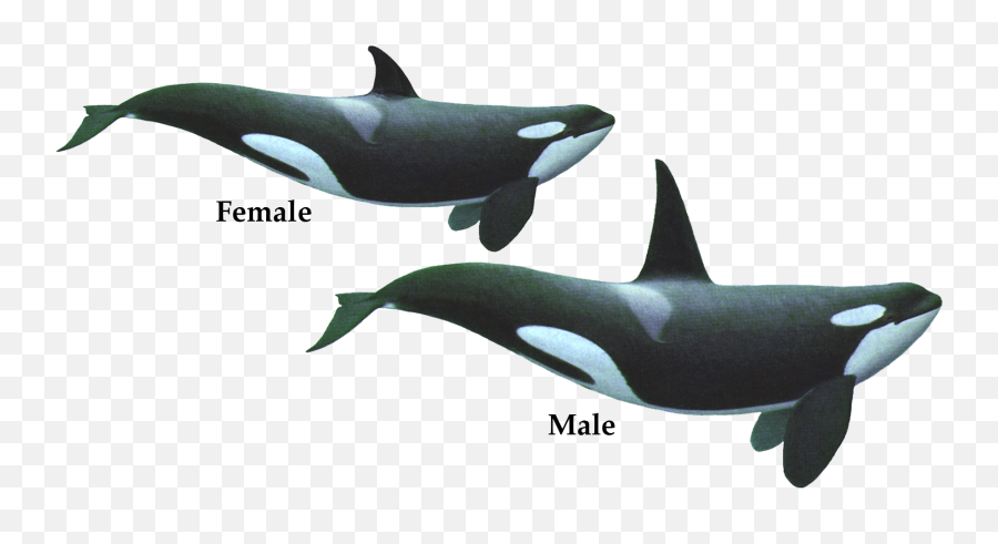 Picture - Orca Male And Female Emoji,Orca Emoji