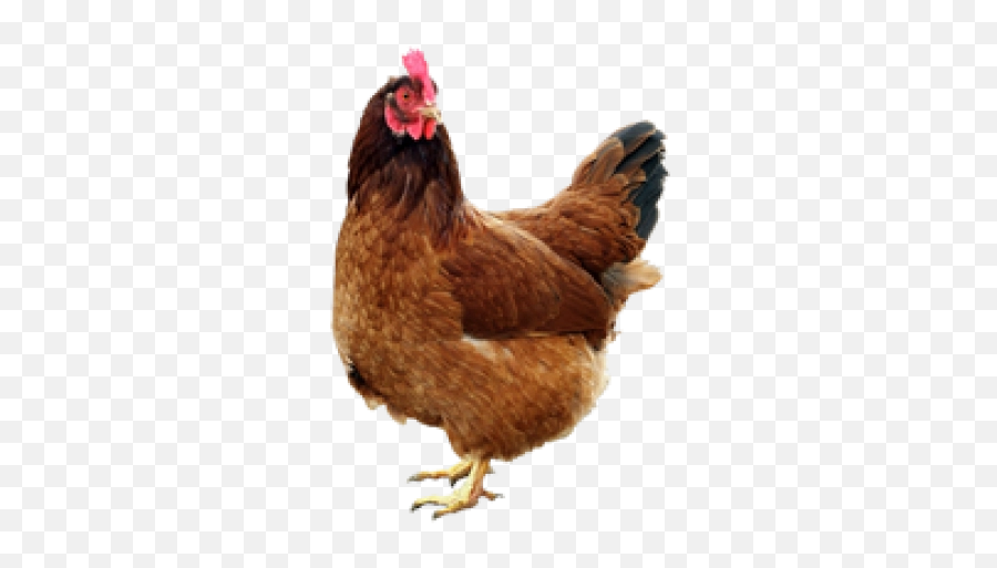 Hen Chicken Png - Animals That Give Eggs Emoji,Hen Emoji