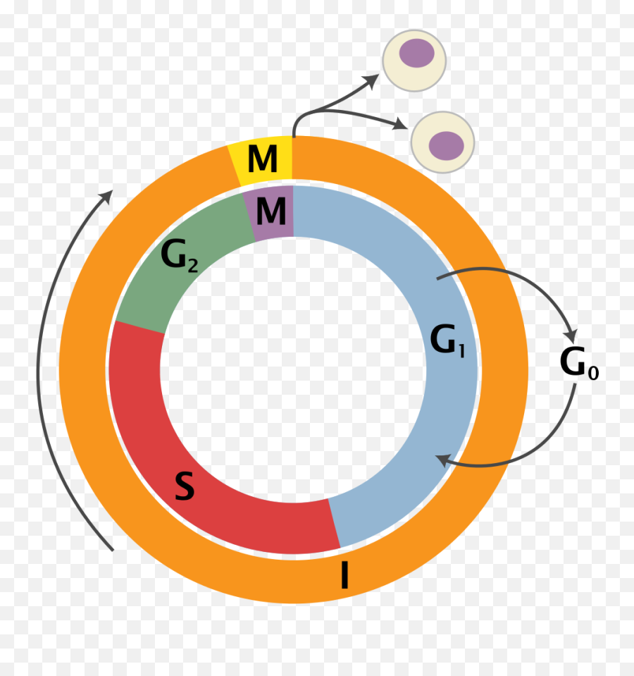 Cell Cycle 2 - Cell Cycle Png Emoji,Mean Emoji Texts