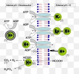 Ph Homeostasis And Energy Generation - Acid Mine Drainage Emoji