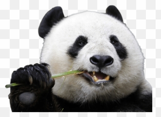 Png Panda Face Transparent U0026 Png Clipart Free Download - Ywd Panda Without Black Spots Around Eyes Emoji,Red Panda Emoji