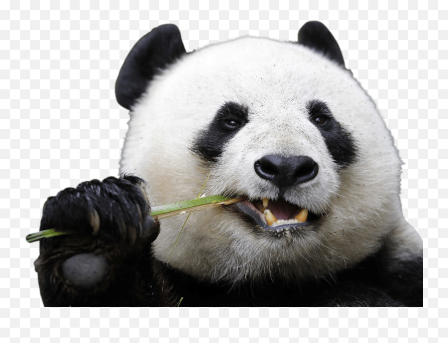 Png Panda Face Transparent U0026 Png Clipart Free Download - Ywd Panda Without Black Spots Around Eyes Emoji,Red Panda Emoji