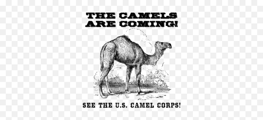 History Pod - Camels In Virginia City 29 Apr 5 May Us Camel Corps Emoji,Camel Emoticon