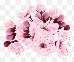 Cherry Blossom Flower Png - Blossoms Transparent Background Emoji