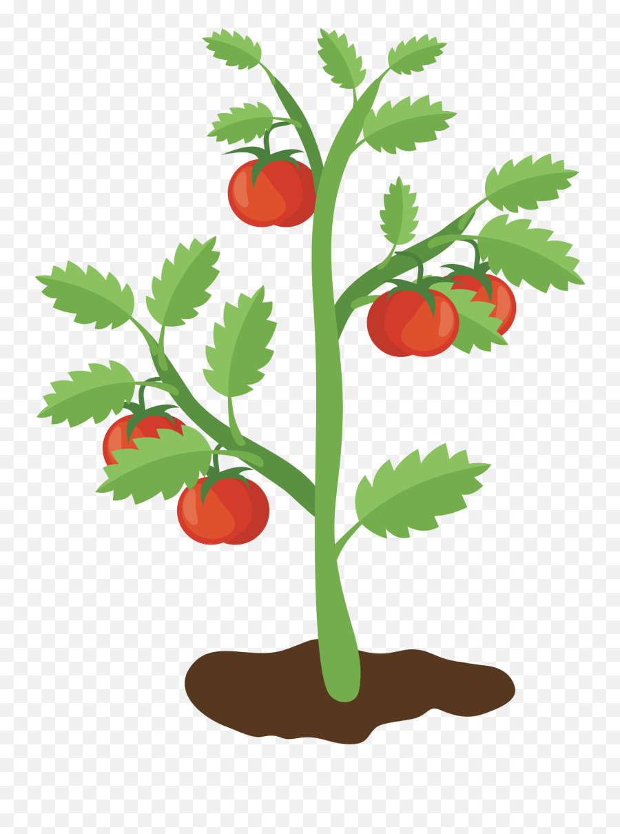 Tomato Plant Clipart Png - Clip Art Tomato Plant Emoji,Find The Emoji Tomato
