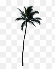 Palm trees Vector graphics Coconut Transparency - palm Transparent Tree Png Emoji