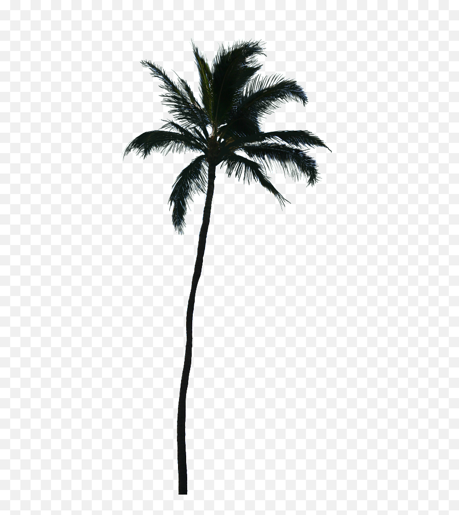 Palm Trees Vector Graphics Coconut Transparency - Palm Trees Vector Transparent Vector Palm Tree Png Emoji,Palms Up Emoji