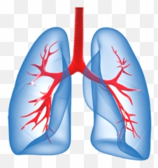 Free Png Images Vectors Graphics - Transparent Background Lungs Clipart Emoji