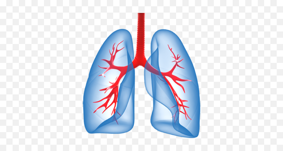 Free Png Images Free Vectors Graphics - Transparent Background Lungs Clipart Emoji,Lung Emoji