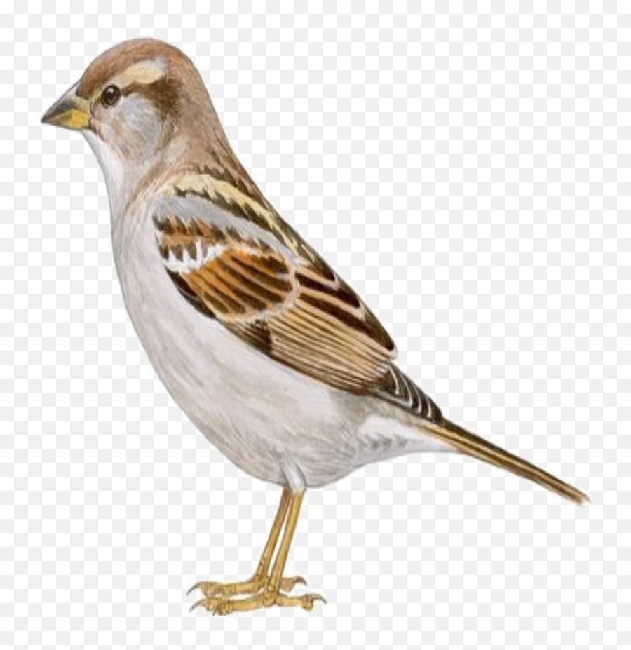 Gorrion - Sticker By Juan Jose Gomez Borox House Sparrow Emoji,Finch Emoji