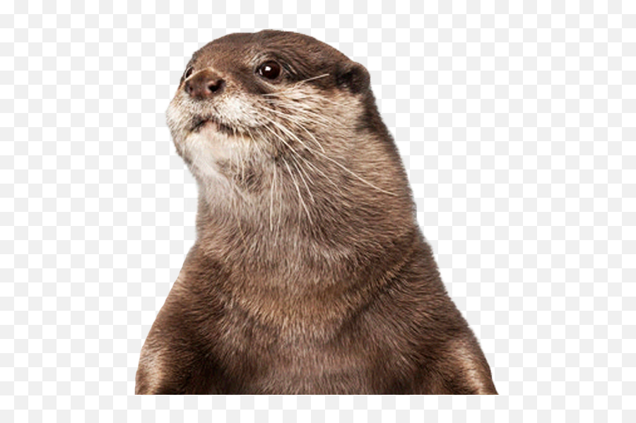To - North American River Otter Emoji,Otter Emoji