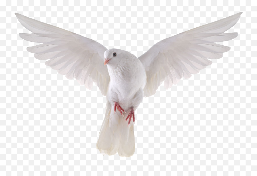 Columbidae - Transparent Background Dove Png Emoji,Pigeon Emoji