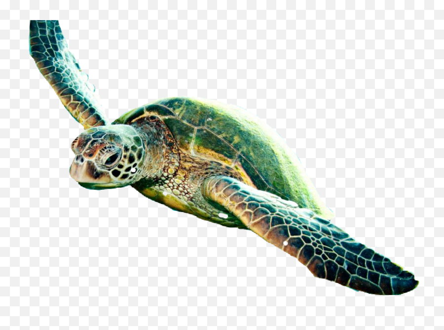 Largest Collection Of Free - Toedit Tortoise Stickers Hawksbill Sea Turtle Emoji,Sea Turtle Emoji