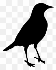 Crow Clipart Blackbird Crow Blackbird Transparent Free For - Blackbird Png Emoji,Black Bird Emoji