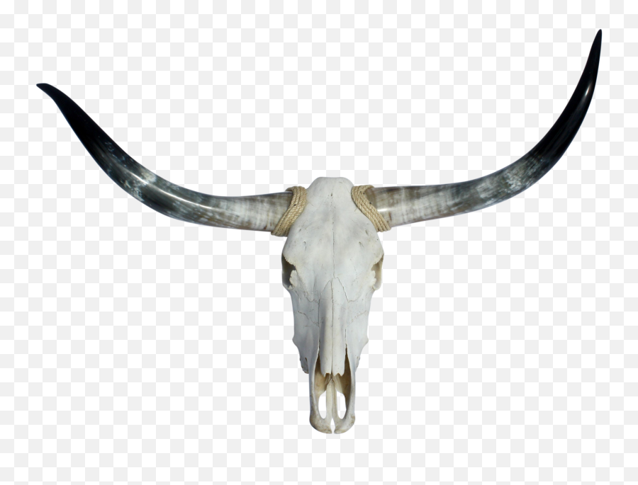 Texas Longhorns Football Soap Dishes - Transparent Bull Skull Png Emoji,Texas Longhorn Emoji