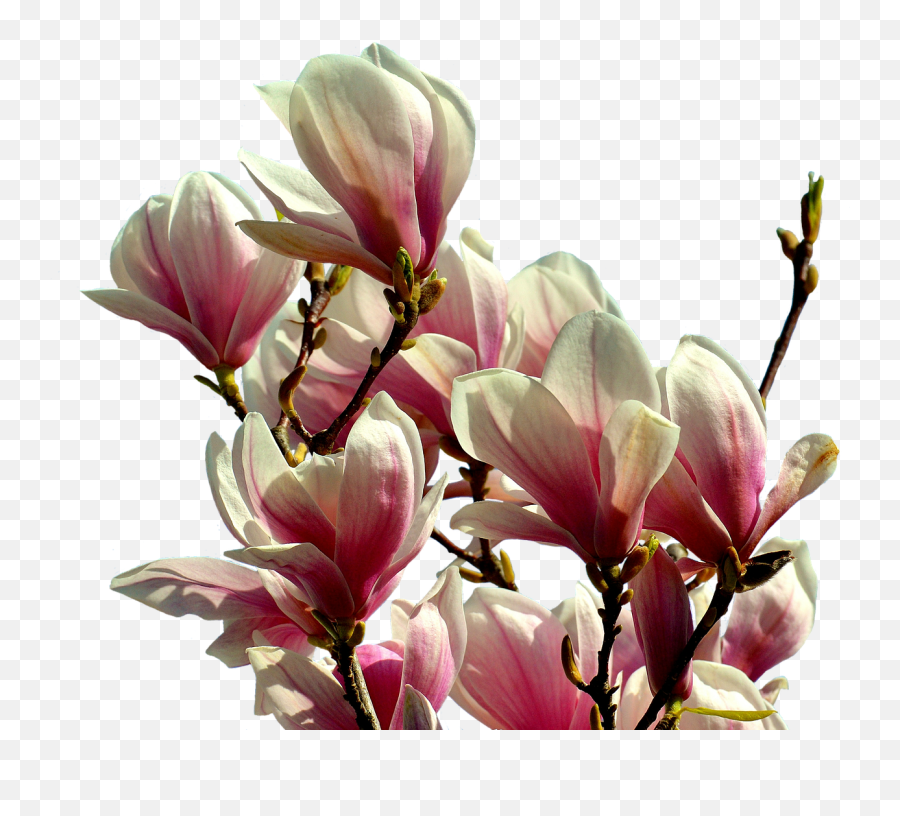Magnolia Tree Flowers Spring Pink - Magnolia Transparent Emoji,Sun Light Bulb Hand Emoji