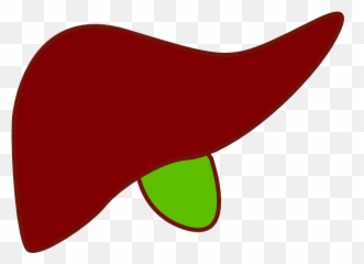 Clear Background Liver Clipart - No Emoji