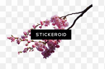 Cherry Blossom Flower - Real Png Emoji
