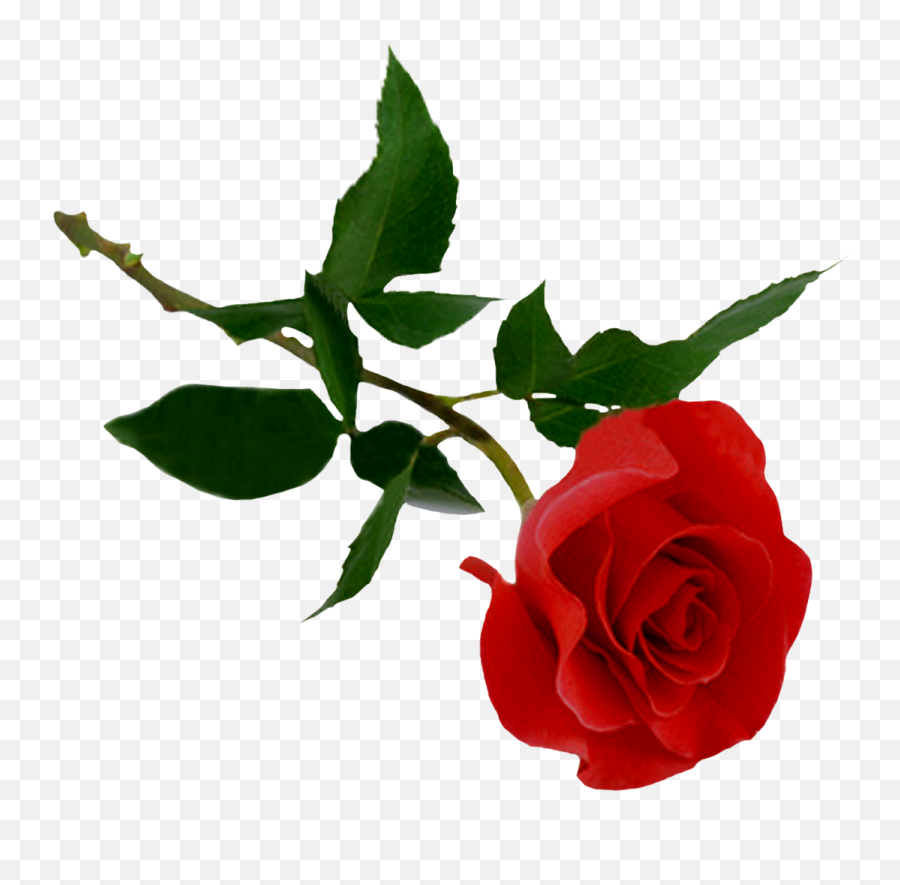 High Quality Rose Cliparts For - Rose Clipart Transparent Background Emoji,Rose Emoticons