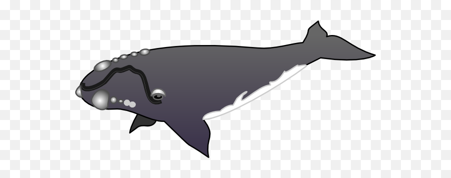 Killer Whale Clipart Black And White - Grey Whale Clip Art Emoji,Orca Emoji