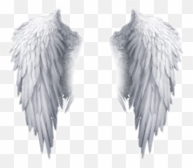 Popular And Trending Feather Stickers - Angel Wings Transparent Background Emoji,Wing Emoji