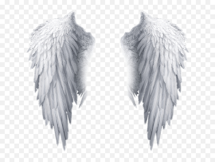 Popular And Trending Feather Stickers - Angel Wings Transparent Background Emoji,Wing Emoji