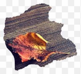 Fallen Leaves Leaf Fall Autumn - Autumn Emoji,Fallen Leaf Emoji
