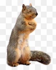 Trending Squirrel Stickers - Sticker Ardilla Emoji,Squirrel Emoji