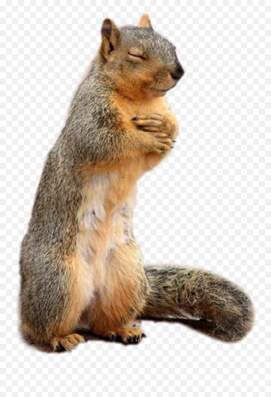 Trending Squirrel Stickers - Sticker Ardilla Emoji,Squirrel Emoji
