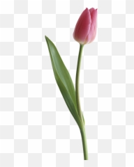 Purple Tulips Tulips Pink Tulips - Tulip Flower Without Background Emoji,Tulip Emoji