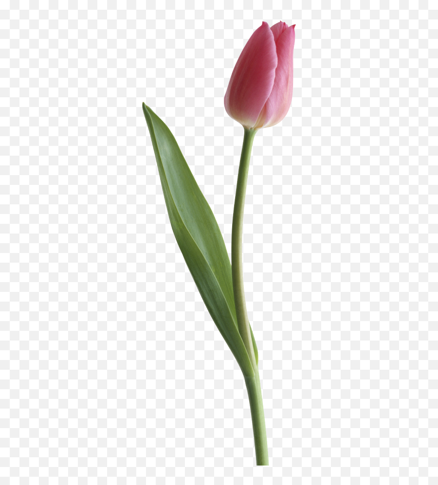 Purple Tulips Tulips Pink Tulips - Tulip Flower Without Background Emoji,Tulip Emoji