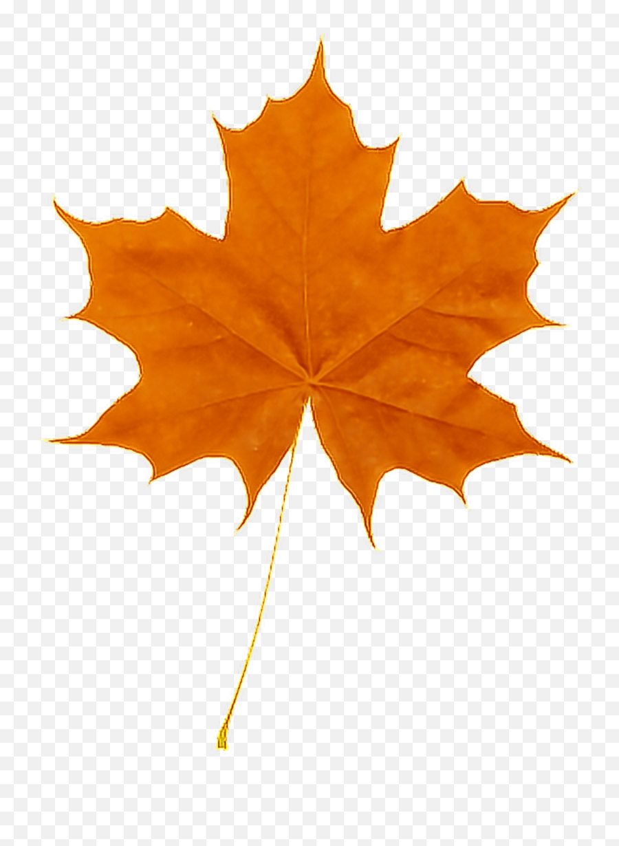 Autumn Leaf Sticker - Norway Maple Vs Sugar Maple Emoji,Autumn Leaf Emoji